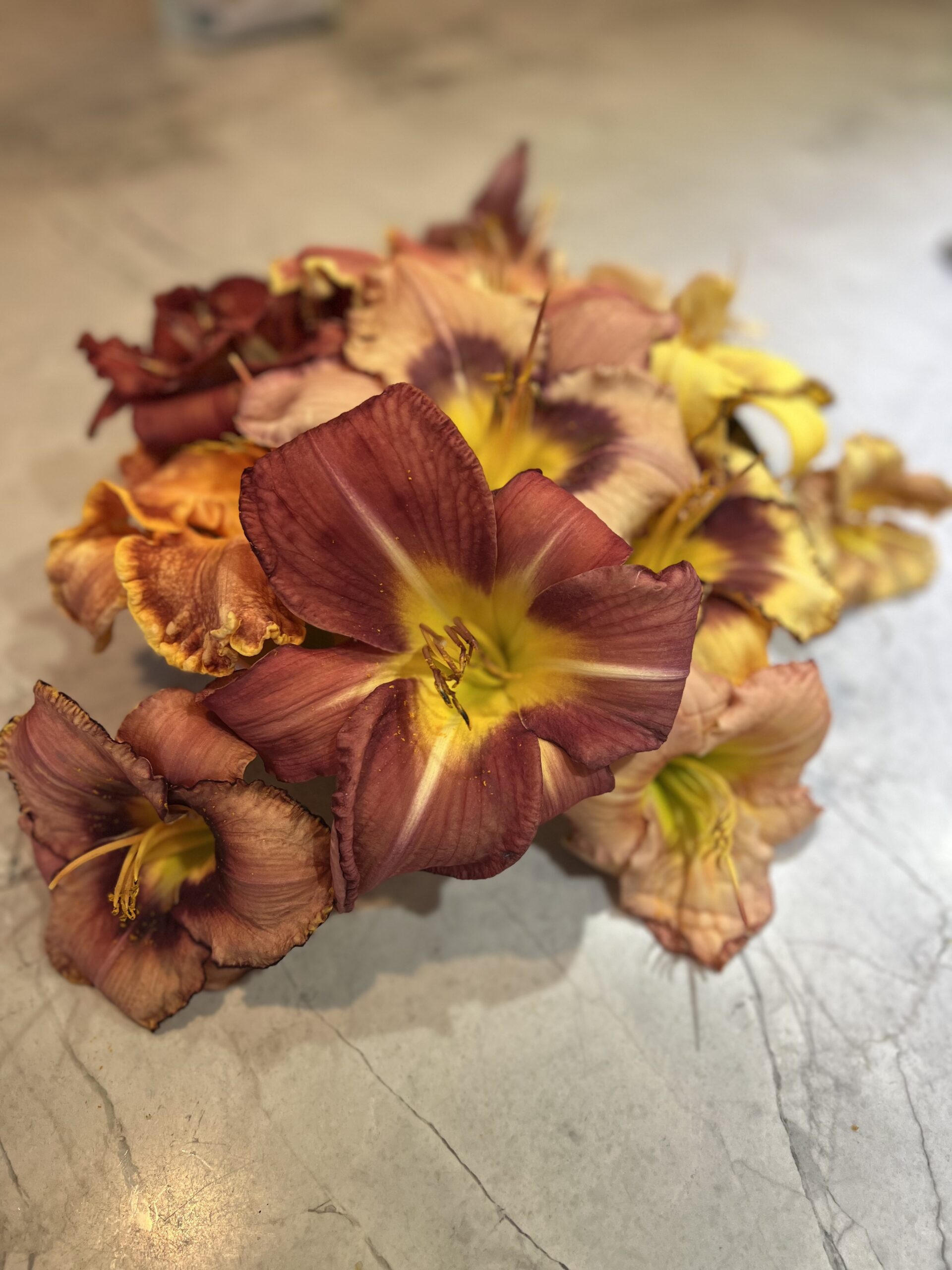 Daylillies from a garden in Massachusetts.