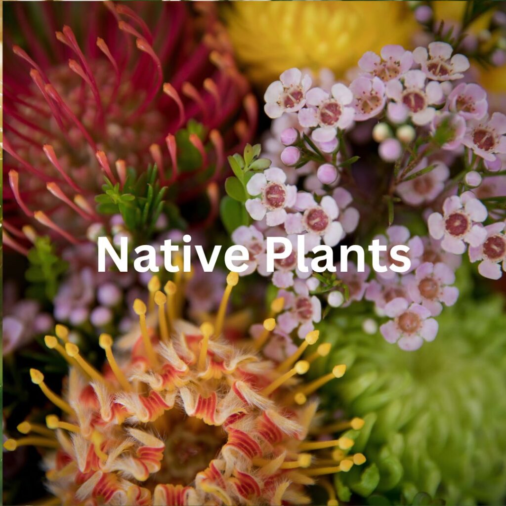 Native-Plants-1