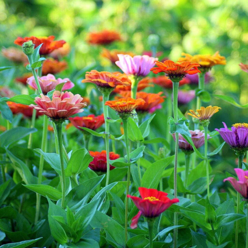 Field flowers