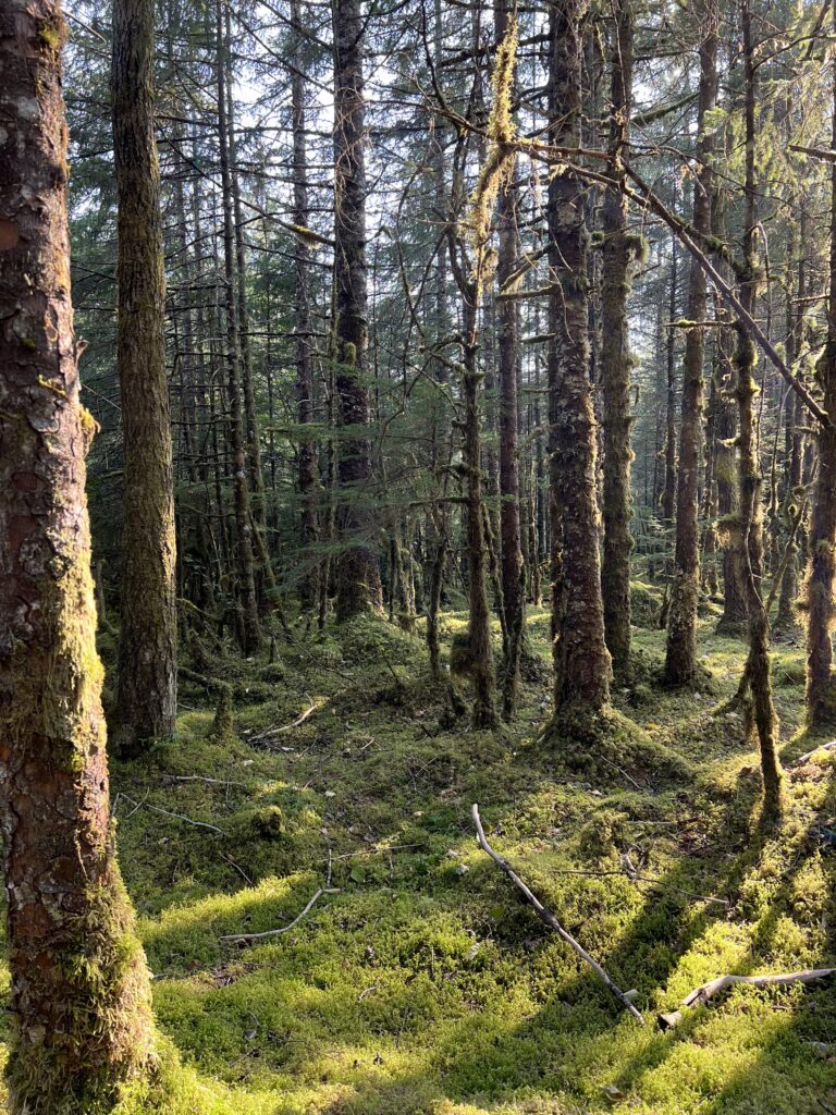 The Tongass Rainforest in Alaska is the largest forest in the US and is home to many Alaskan native trees and plants.