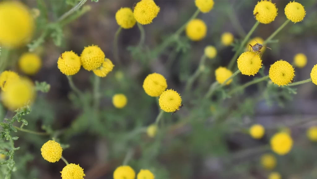 Globe Chamomile, also known as Stinknet, is invasive in Arizona.