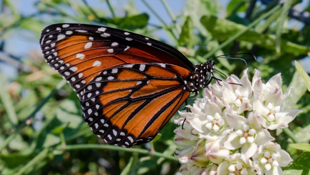 Arizona native plant Arizona Milkweed