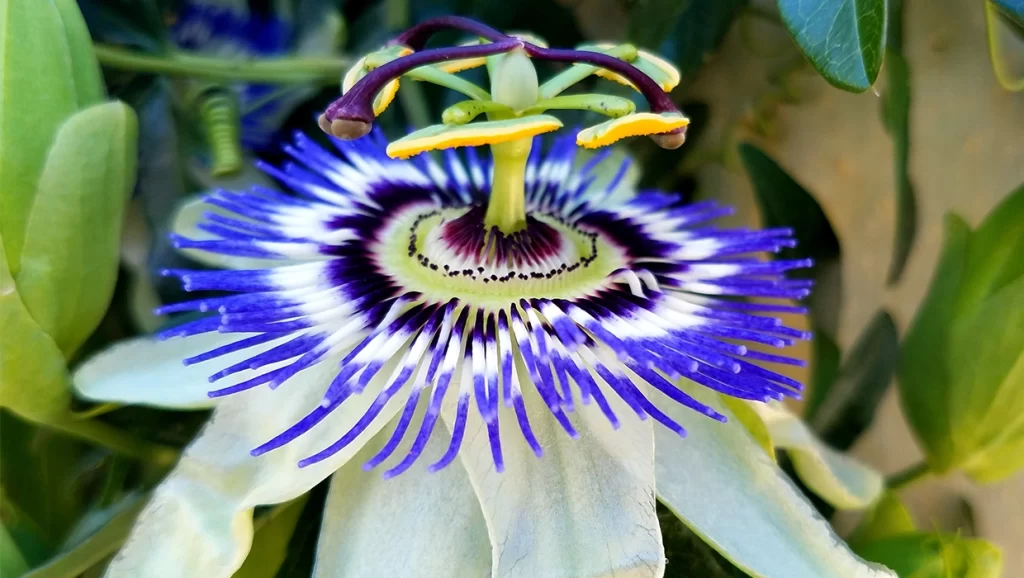 Arizona native plant the Arizona Passionflower