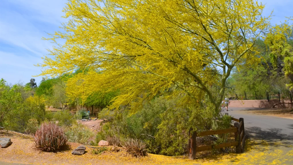 Arizona native tree the Blue Palo Verde