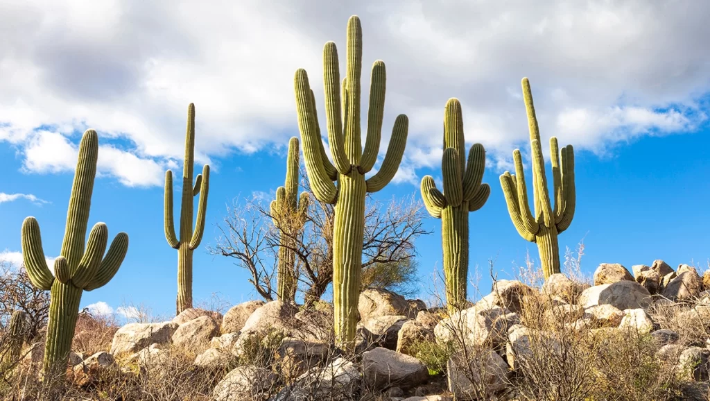 Native plant of Arizona, the Giant Saguaros